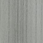 Silver Birch
